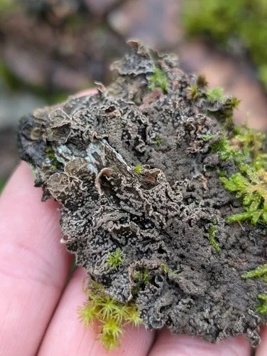 Nephroma orvoi
