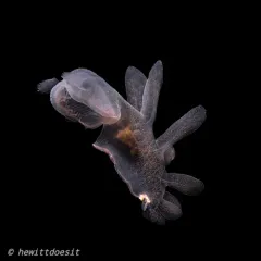 Hooded Nudibranch thumbnail 2