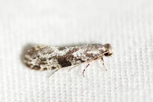 Nemapogon interstitiella