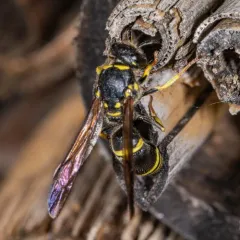 Bramble Mason Wasp thumbnail 2