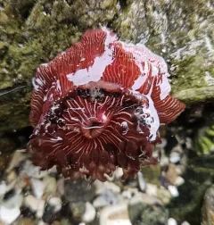 Epiactis lisbethae thumbnail 2
