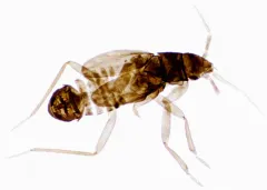 Ceratocombus vagans thumbnail 3