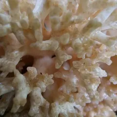 rosso coral thumbnail 2