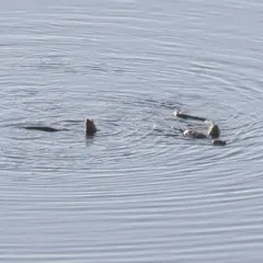 North American River Otter thumbnail 2