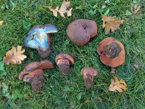 Liver Bolete