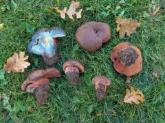 Liver Bolete thumbnail 1