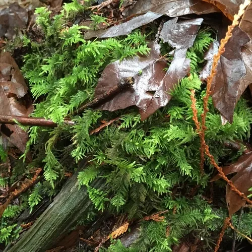 Oregon Beaked Moss