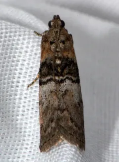 Tlascala Moth thumbnail 4