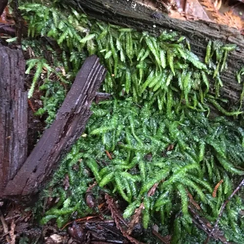 Waved Silk-moss
