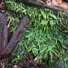 Waved Silk-moss thumbnail 1