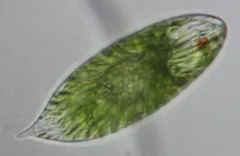 Euglena oblonga thumbnail 2