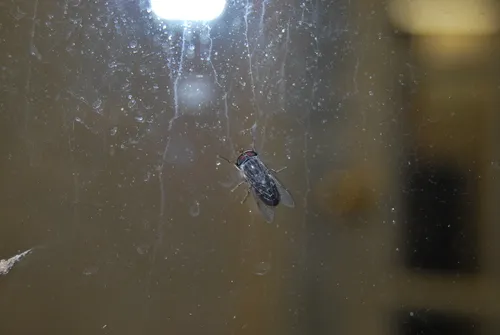 Tabanus pumilus