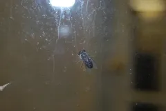 Tabanus pumilus thumbnail 1