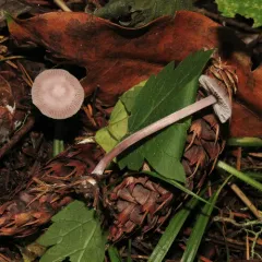 Lilac Bonnet thumbnail 2