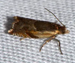 Black-marked Ancylis Moth thumbnail 1