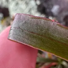 Ontario Goldenrod thumbnail 4