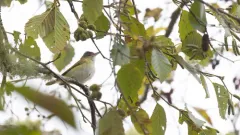Yellow-green Vireo thumbnail 3