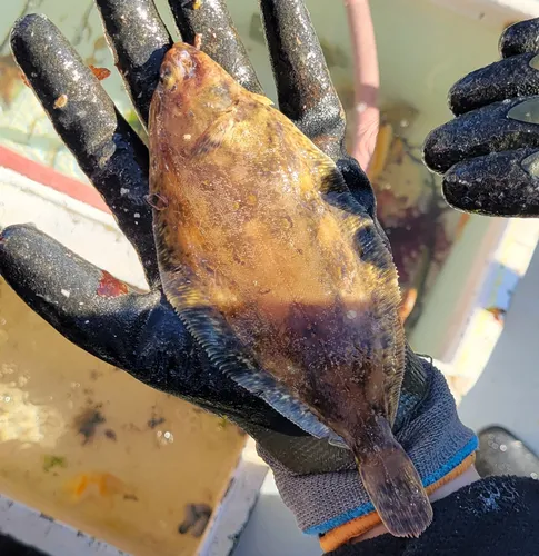 Pacific Dover Sole