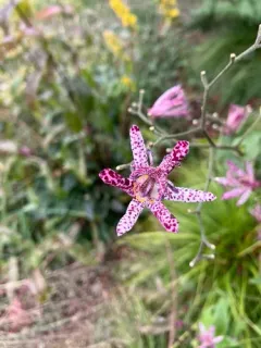 Toad Lily thumbnail 3