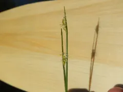 water bulrush thumbnail 4