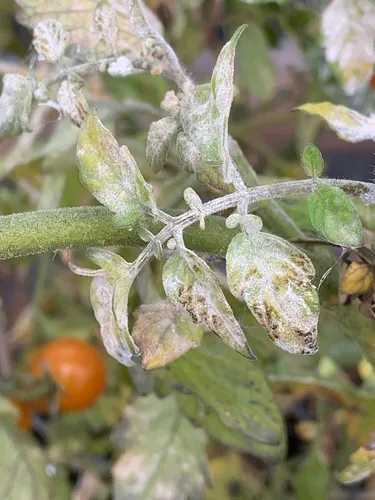 Erysiphe neolycopersici