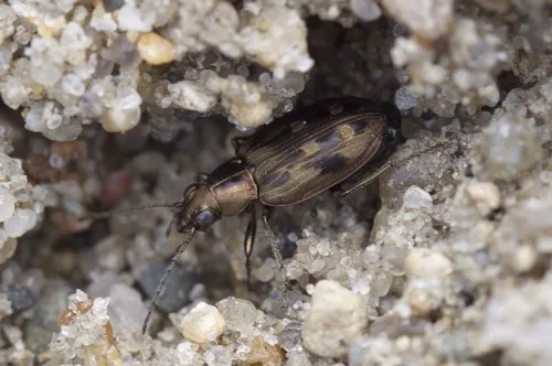 Bembidion levettei
