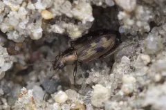 Bembidion levettei thumbnail 1