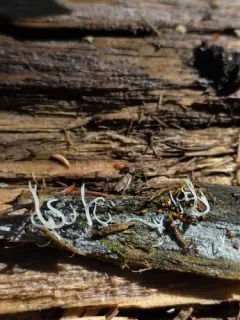 Lentaria albovinacea thumbnail 3