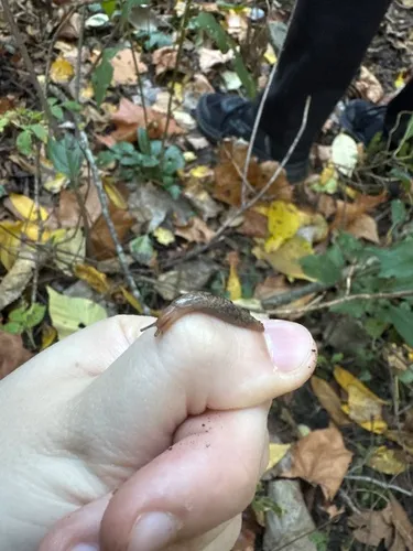 Striped Garden Slug
