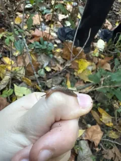 Striped Garden Slug thumbnail 1