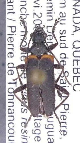 Acmaeops discoideus