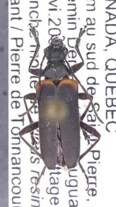 Acmaeops discoideus thumbnail 1