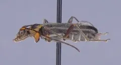 Grammoptera exigua thumbnail 3