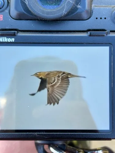 Red-throated Pipit