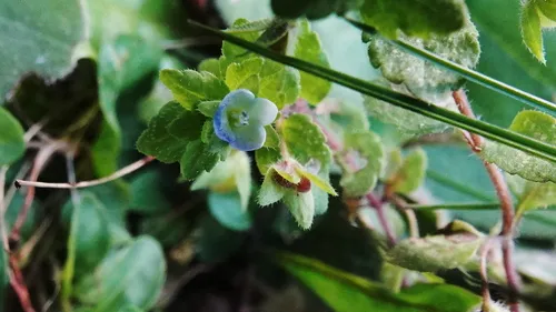 Green Field-speedwell