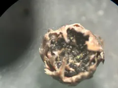 Lizonia emperigonia thumbnail 2