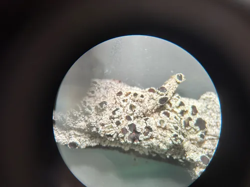 Lecanora rugosella