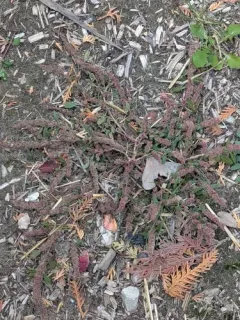 rough-fruit amaranth thumbnail 2