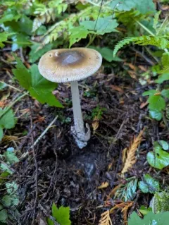 Constricted Grisette thumbnail 2