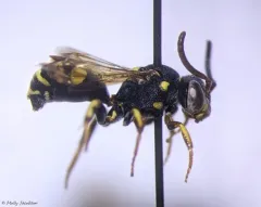Placid Nomad Bee thumbnail 2