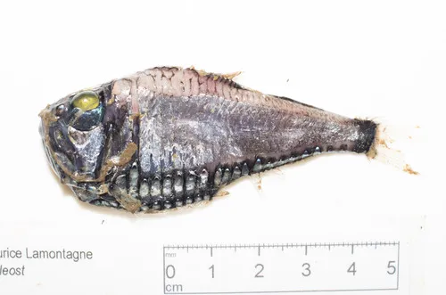 Pacific Hatchetfish