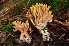 Ramaria testaceoflava thumbnail 2