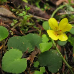 Redwood Violet thumbnail 3