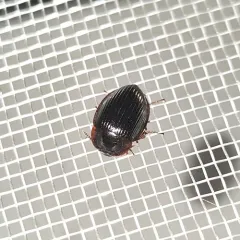 Necrophilus hydrophiloides thumbnail 2