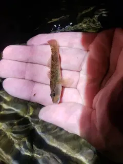 Brown Amur Goby thumbnail 2