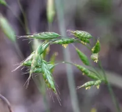 common soft brome thumbnail 2