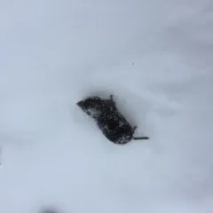 Northern Short-tailed Shrew thumbnail 4