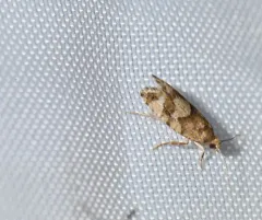 Spruce Bud Moth thumbnail 3