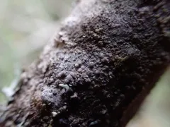 Frosted Ragged-rim Lichen thumbnail 2