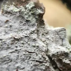 Old-wood Lichen thumbnail 1